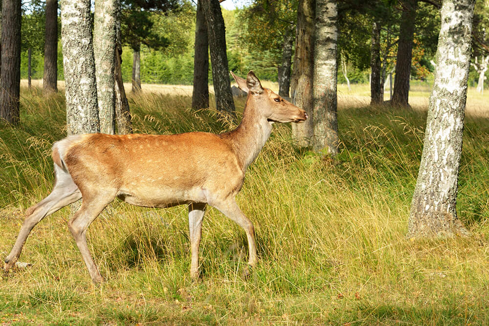 Ahvenamaa: Käringsundi metsloomasafari
